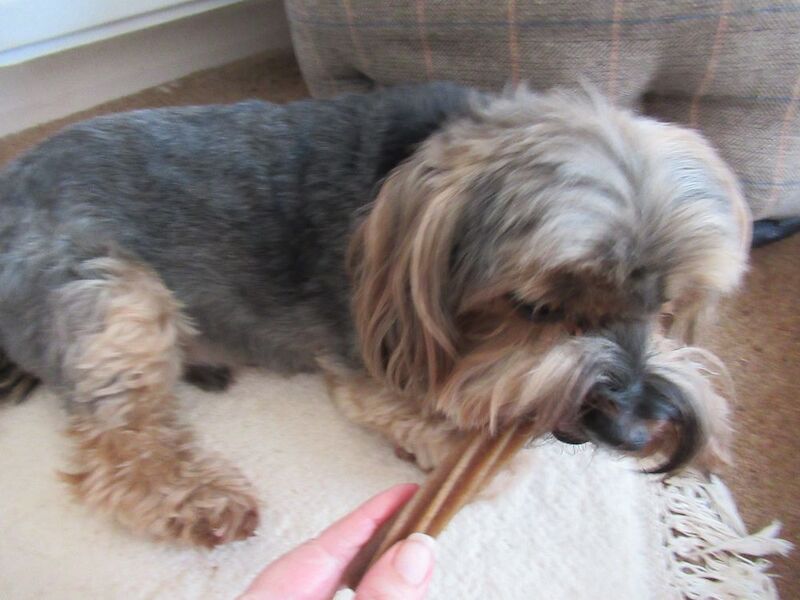 Yorkshire terrier wanted - near basingstoke - Image 2 of 3