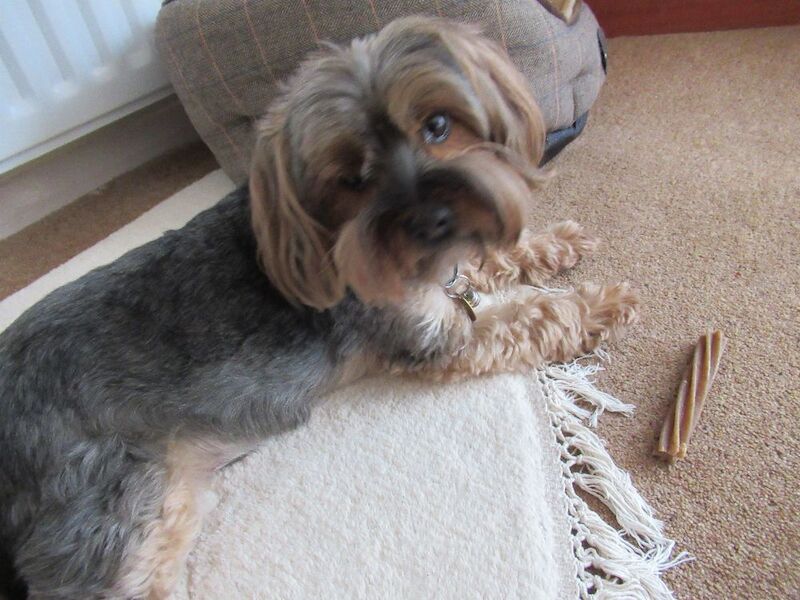 Yorkshire terrier wanted - near basingstoke - Image 3 of 3