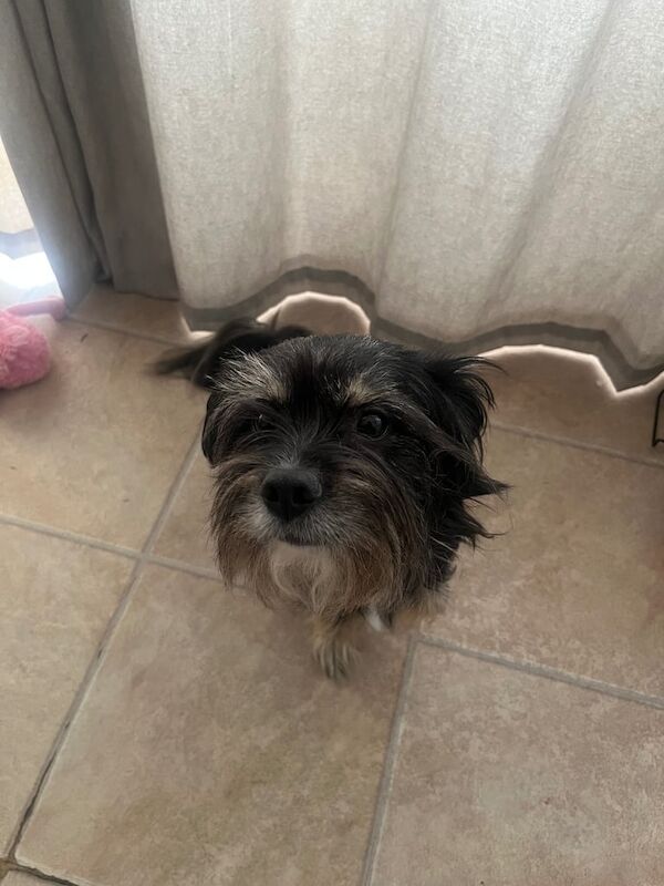 Yorkshire Terrier puppies for sale in South East London, London – 2 years old