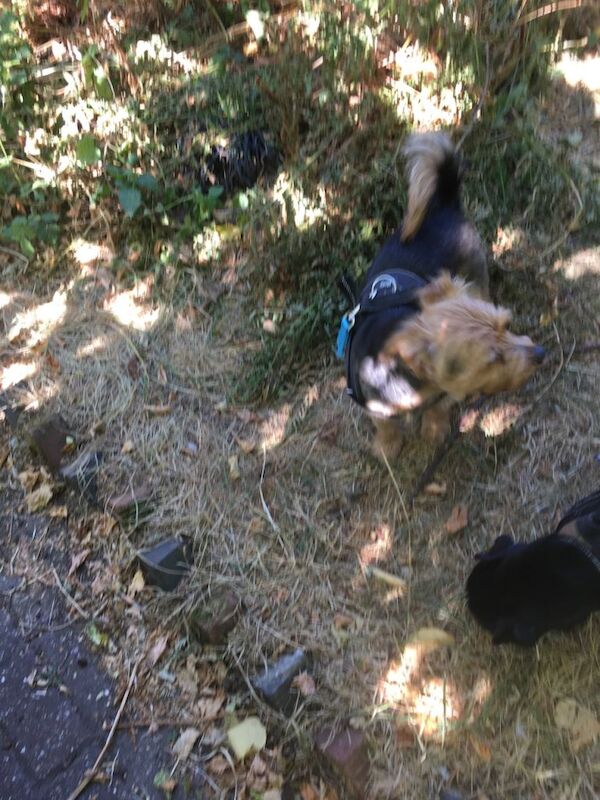 Yorkshire Terrier Puppies For Sale Under £1,000