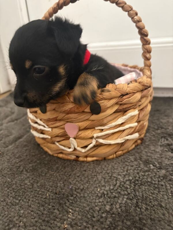 Yorkshire Terrier puppies for sale in Rainham, Kent – 6 weeks old