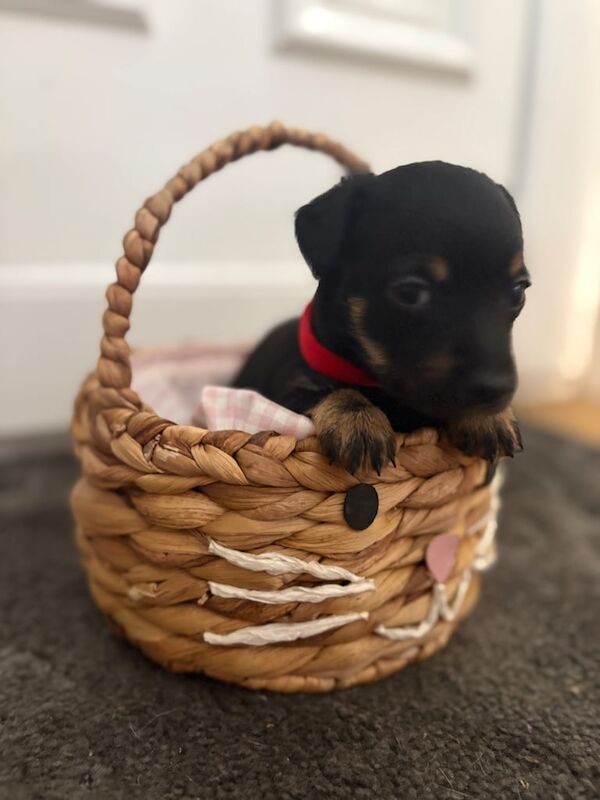 Yorkshire Terrier puppies for sale in Rainham, Kent – 6 weeks old - Image 2 of 3