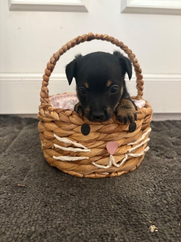 Yorkshire Terrier puppies for sale in Rainham, Kent – 6 weeks old - Image 3 of 3