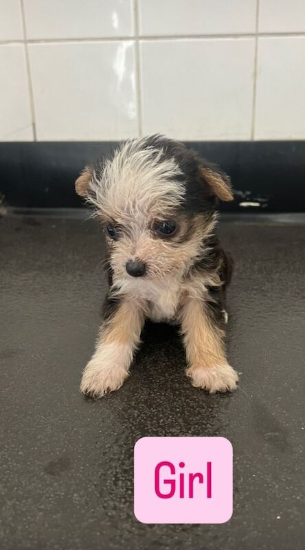 Yorkie Puppies For Sale