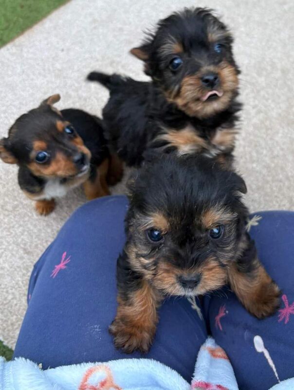 Yorkshire Terrier puppies for sale in West Malling, Kent – 3 months old