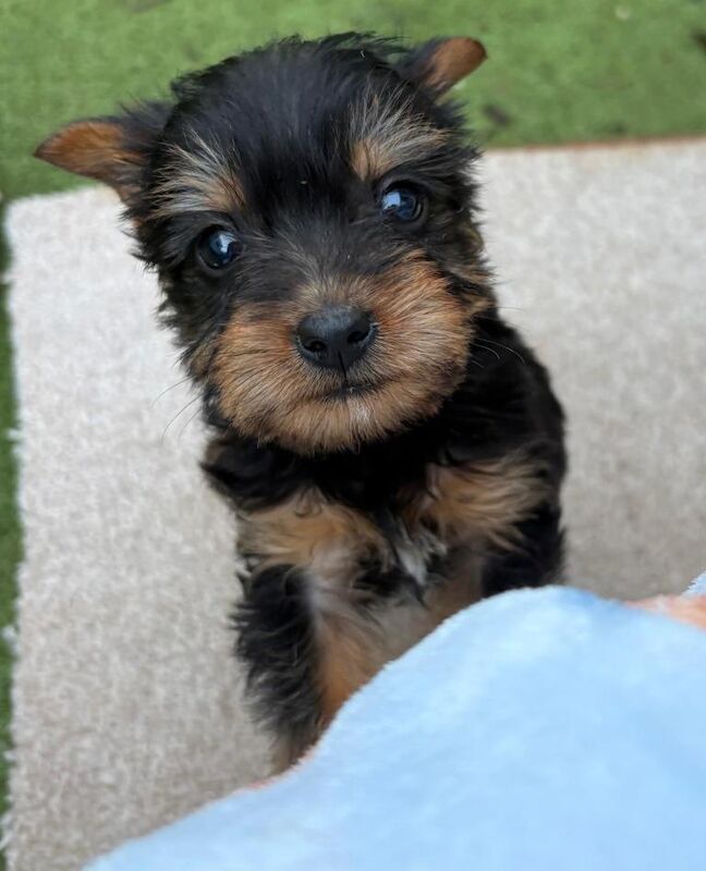 Yorkshire Terrier puppies for sale in West Malling, Kent – 11 weeks old - Image 3 of 4