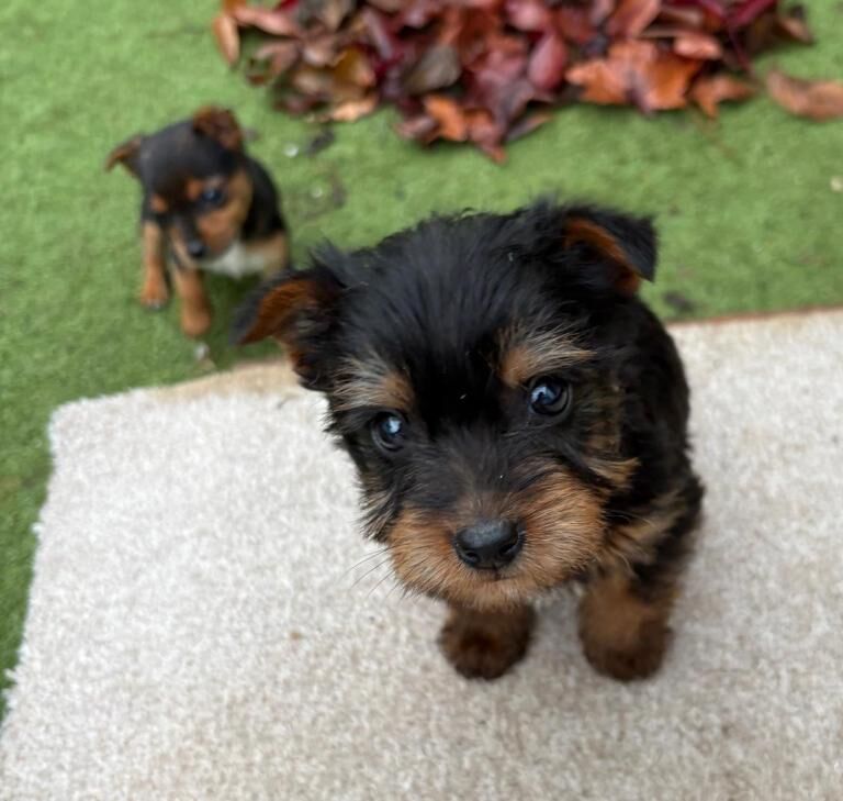 Yorkshire Terrier puppies for sale in West Malling, Kent – 11 weeks old - Image 4 of 4