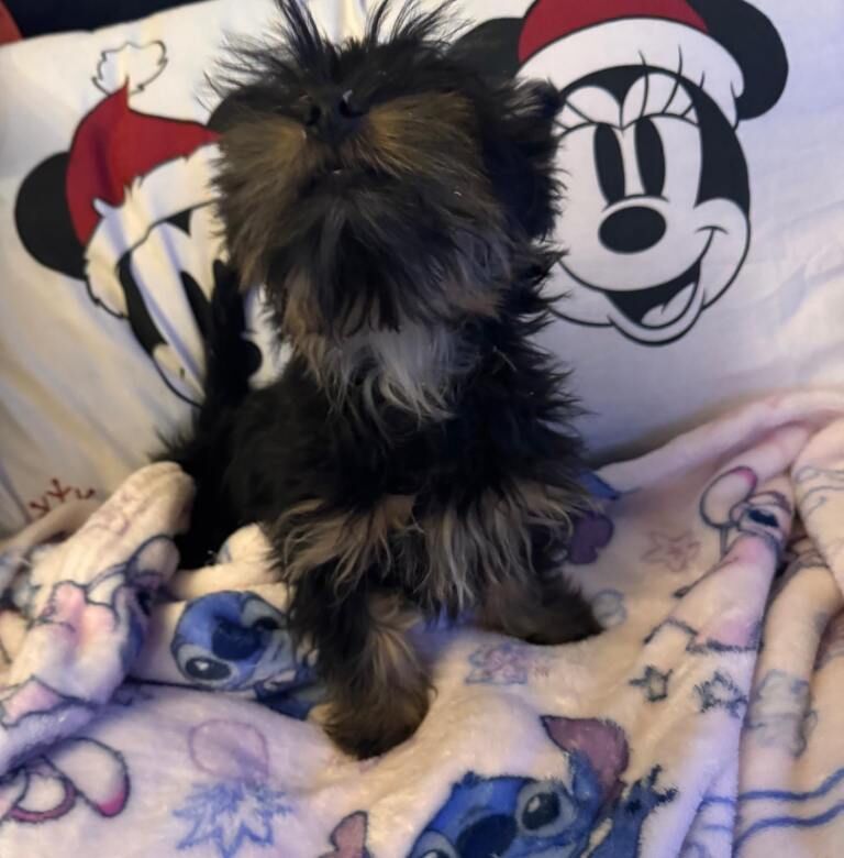 Yorkshire Terrier puppies for sale in Coatbridge, Lanarkshire – 10 weeks old - Image 2 of 5
