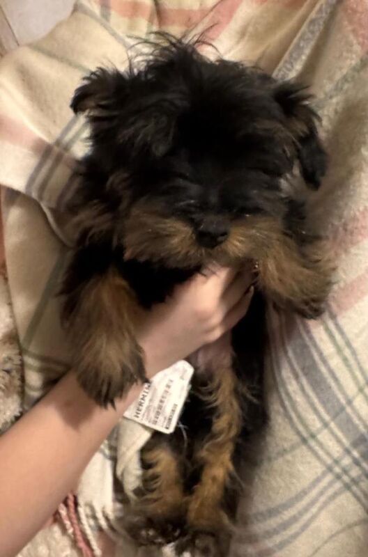 Yorkshire Terrier puppies for sale in Coatbridge, Lanarkshire – 10 weeks old - Image 3 of 5