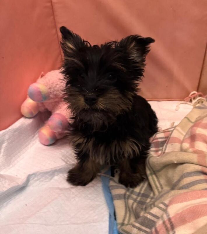 Yorkshire Terrier puppies for sale in Coatbridge, Lanarkshire – 10 weeks old - Image 4 of 5