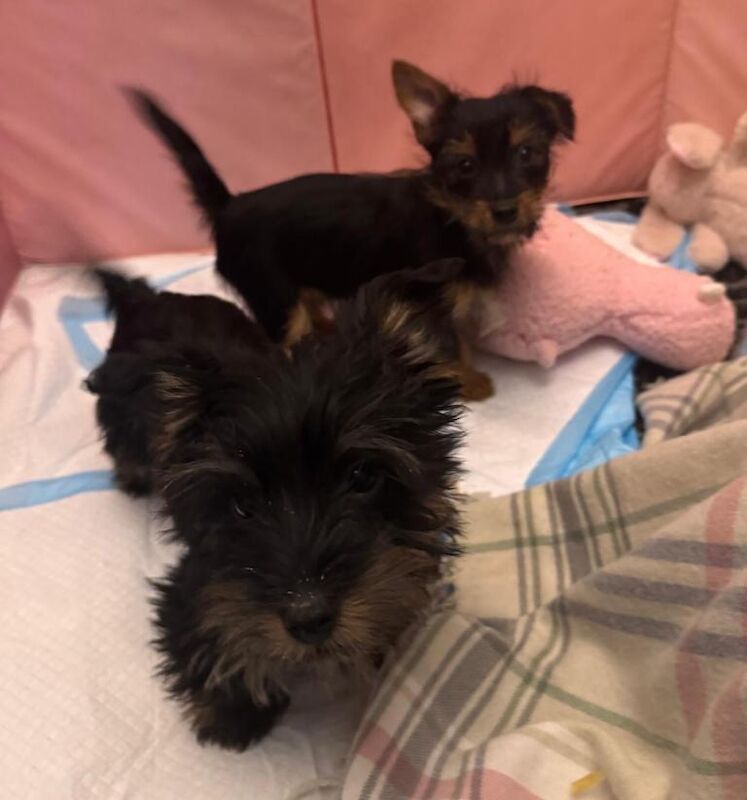 Yorkshire Terrier puppies for sale in Coatbridge, Lanarkshire – 10 weeks old - Image 5 of 5