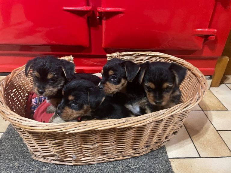 Yorkshire Terrier puppies for sale in Ballynahinch, County Down – 8 weeks old