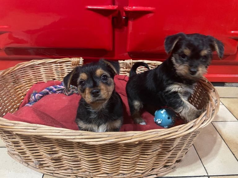 Yorkshire Terrier puppies for sale in Ballynahinch, County Down – 8 weeks old - Image 2 of 3