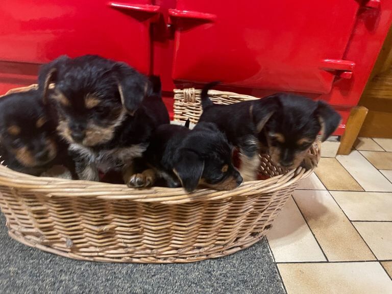 Yorkshire Terrier puppies for sale in Ballynahinch, County Down – 8 weeks old - Image 3 of 3