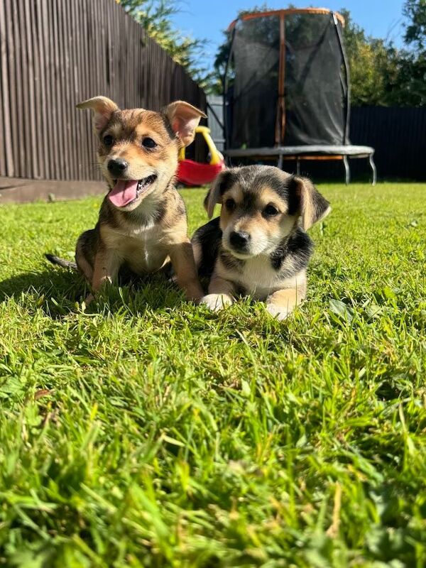Yorkshire Terrier puppies for sale in Dereham, Norfolk – 9 weeks old