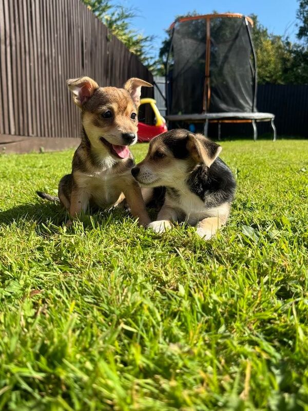 Yorkshire Terrier puppies for sale in Dereham, Norfolk – 9 weeks old - Image 2 of 3