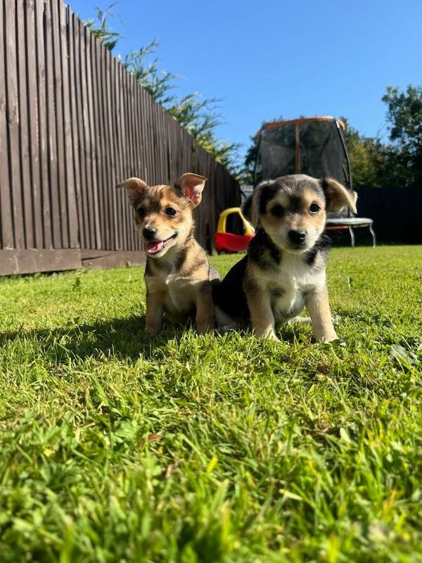Yorkshire Terrier puppies for sale in Dereham, Norfolk – 9 weeks old - Image 3 of 3