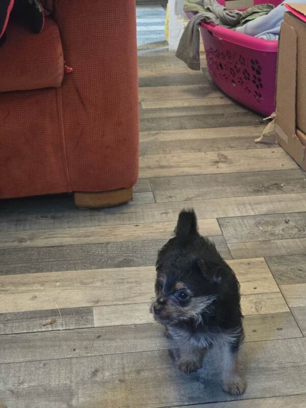 Yorkshire Terrier puppies for sale in Lisburn, County Down – 10 weeks old - Image 2 of 6