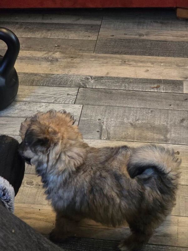 Yorkshire Terrier puppies for sale in Lisburn, County Down – 10 weeks old - Image 3 of 6