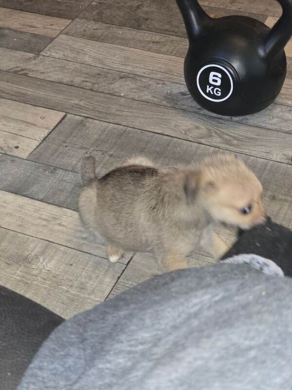 Yorkshire Terrier puppies for sale in Lisburn, County Down – 10 weeks old - Image 4 of 6