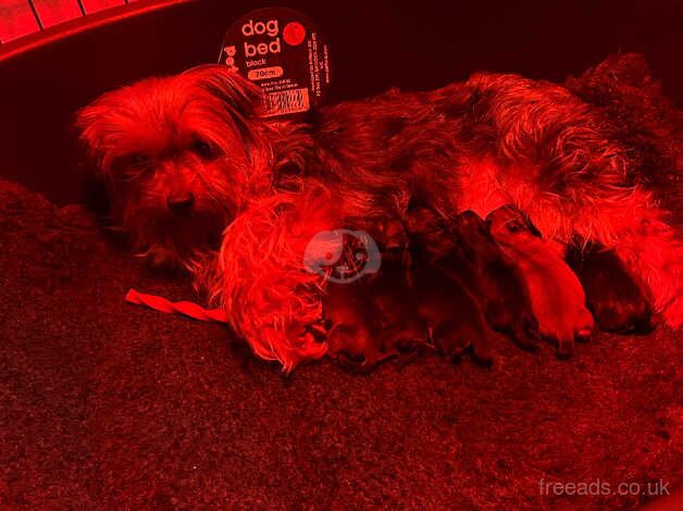 Yorkshire terrier x Pomeranian puppy's for sale in Harlow, Essex