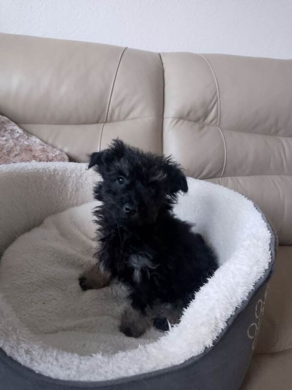 Yorkshire Terrier puppies for sale in Dunmow, Essex – 11 weeks old