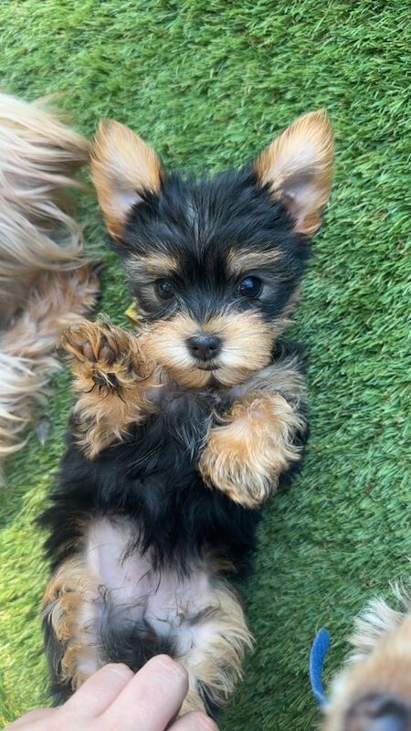 Yorkshire terrier /Yorkie Puppies for sale in Bangor, County Down