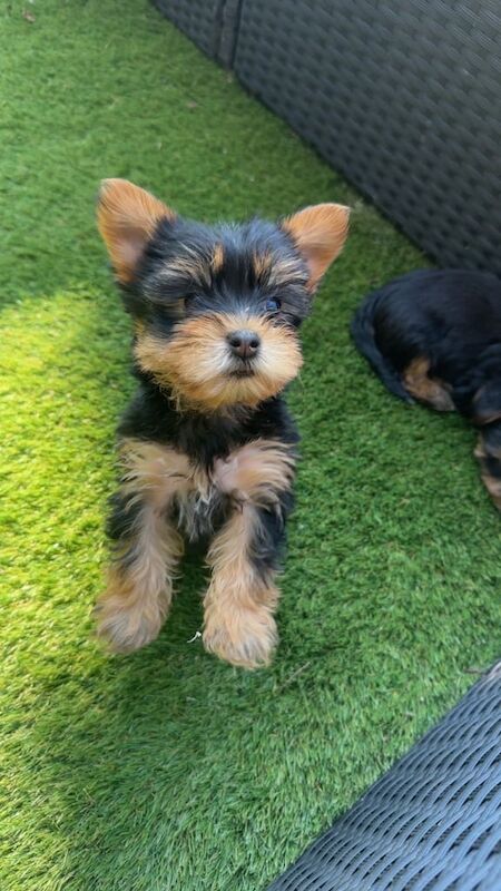 Yorkshire terrier /Yorkie Puppies for sale in Bangor, County Down | Image 2