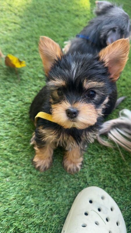 Yorkshire terrier /Yorkie Puppies for sale in Bangor, County Down | Image 3