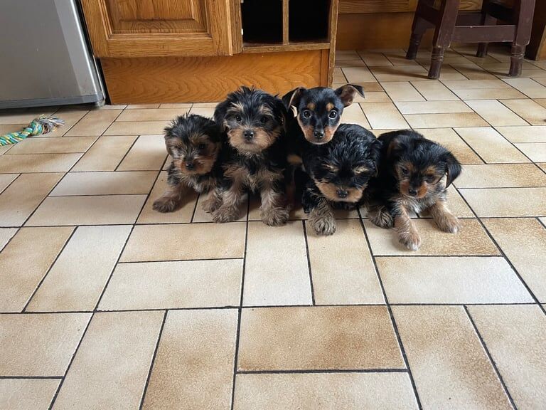 Yorkshire terrier/Yorkie pups for sale in Dromara, County Down