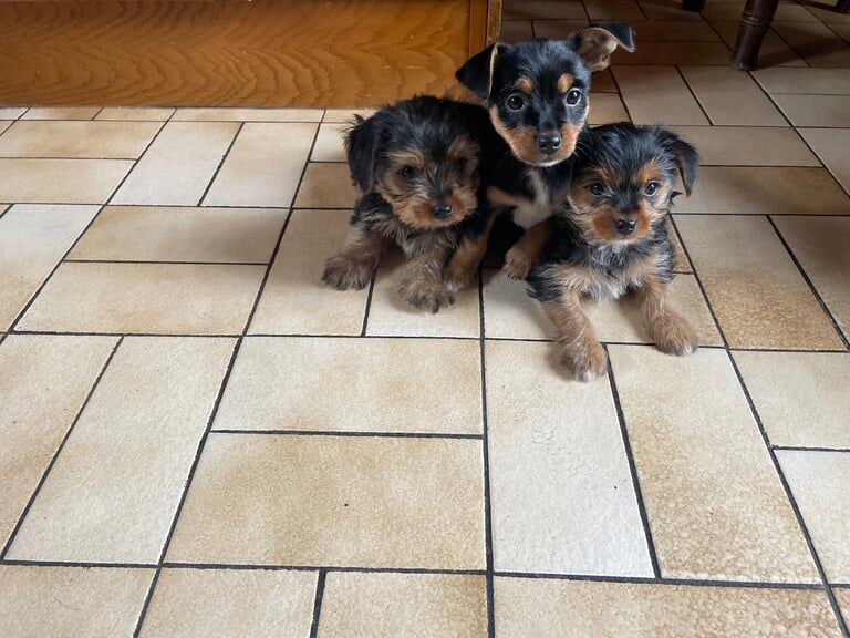Yorkshire terrier/Yorkie pups for sale in Dromara, County Down | Image 2
