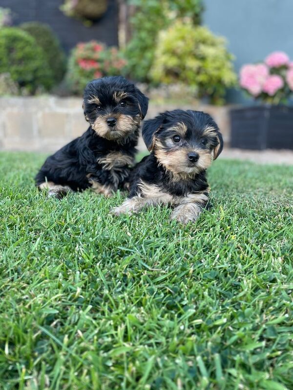 Yorkshire terrier/Yorkie pups for sale in Dromara, County Down | Image 3