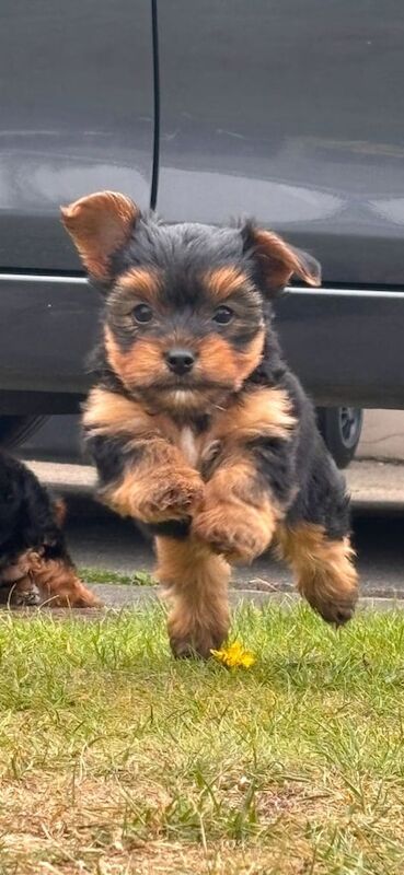 Yorkshire Terrier puppies for sale in Crossgar, County Down – KC registered, 7 weeks old
