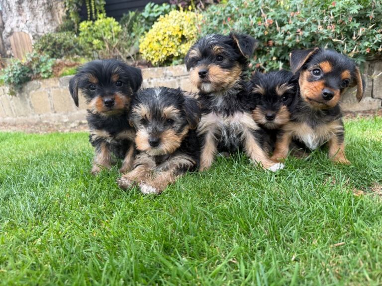 Yorkshire terrier/Yorkie xJack Russell pups