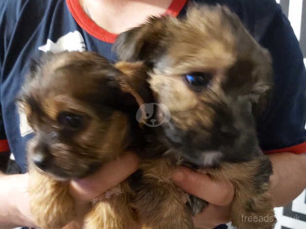Yorkshire Terriers 2 for sale in Newcastle upon Tyne, Tyne and Wear