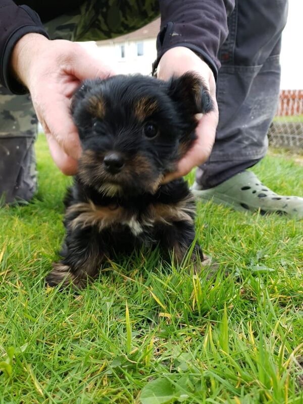 Yorkshire Terrier puppies for sale in Dundee, City of Dundee – 10 months old - Image 1 of 3