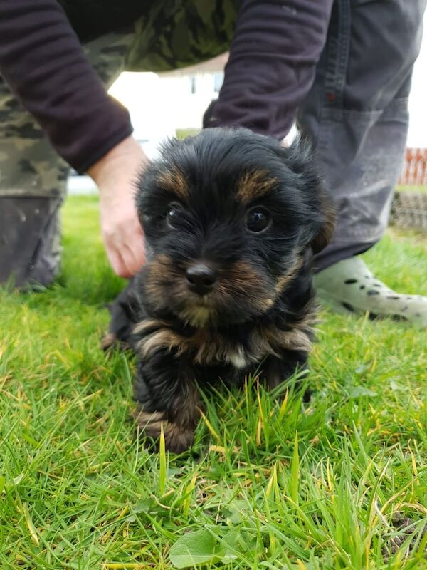 Yorkshire Terrier puppies for sale in Dundee, City of Dundee – 10 months old - Image 2 of 3