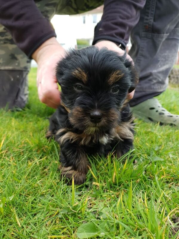 Yorkshire Terrier puppies for sale in Dundee, City of Dundee – 10 months old - Image 3 of 3