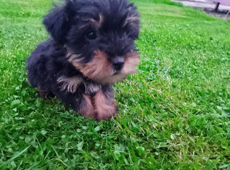 Yorkshire Terrier puppies for sale in County Antrim – 7 weeks old