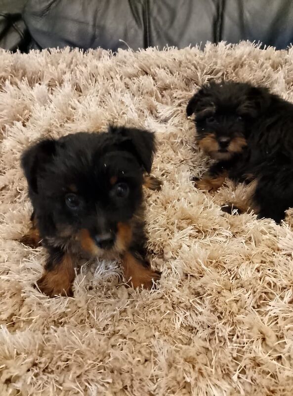 Yorkshire Terrier puppies for sale in County Antrim – 7 weeks old - Image 2 of 3