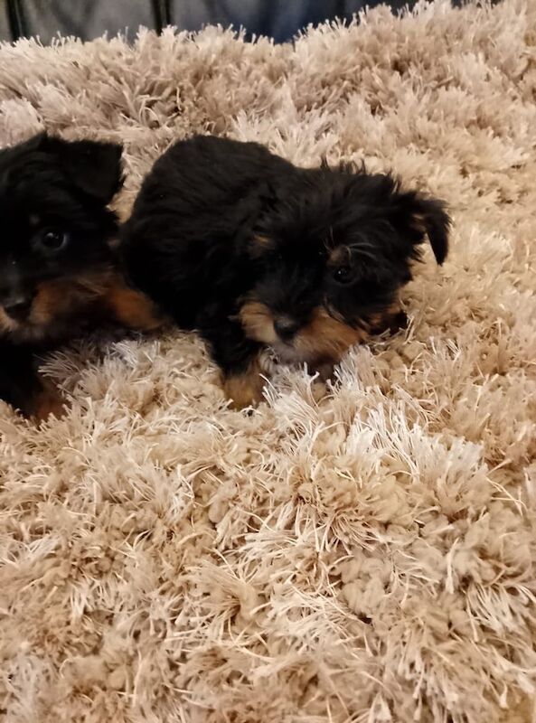 Yorkshire Terrier puppies for sale in County Antrim – 7 weeks old - Image 3 of 3