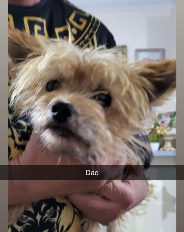 Yorkshire Terrier puppies for sale in Gloucester, Gloucestershire – 5 weeks old