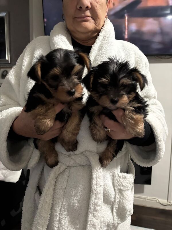 Yorkshire Terrier puppies for sale in Wallsend, Tyne and Wear – 8 weeks old