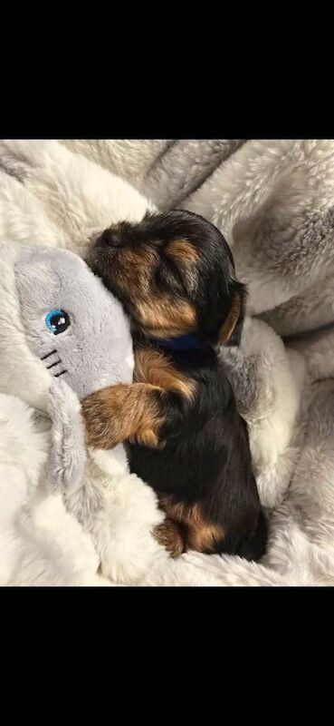 Yorkshire terriers - Image 2 of 5