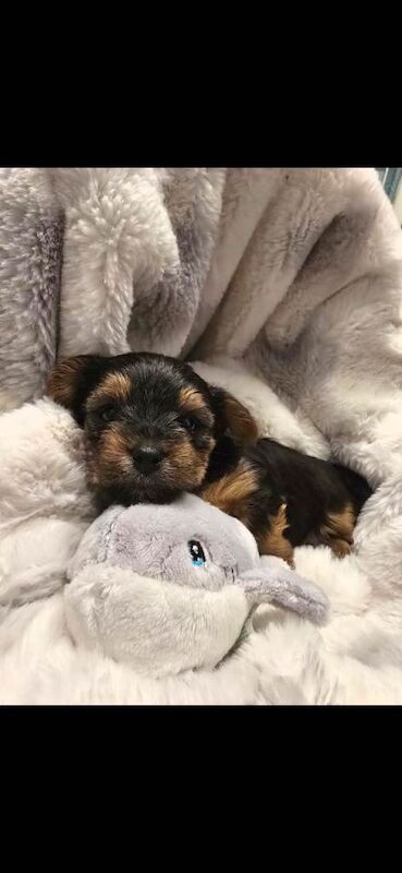 Yorkshire terriers - Image 3 of 5