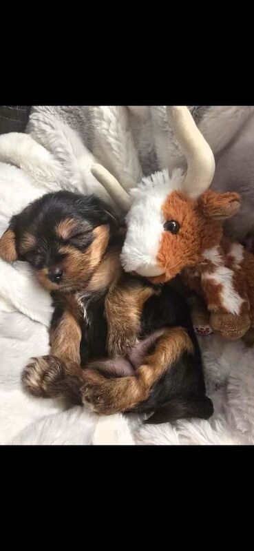 Yorkshire terriers - Image 4 of 5