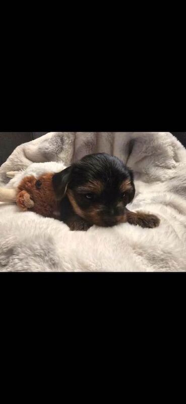 Yorkshire terriers - Image 5 of 5