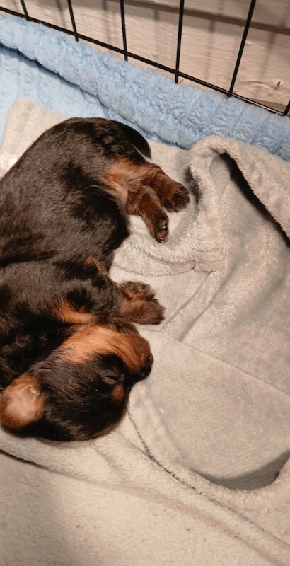 Yorkshire Terrier puppies for sale in Sandwell, West Midlands – 4 weeks old