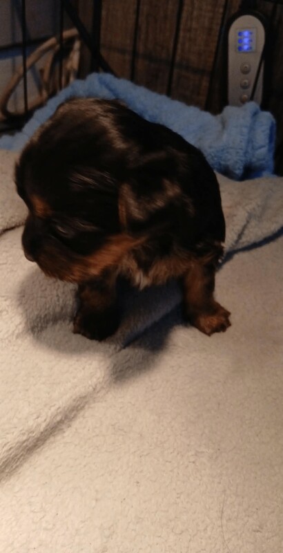 Yorkshire terriers - Image 2 of 2