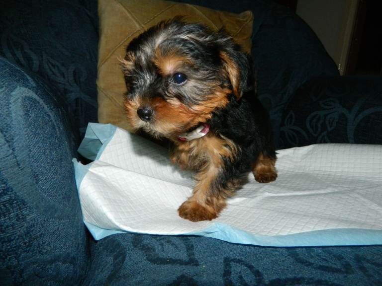 Yorkie Puppies For Sale